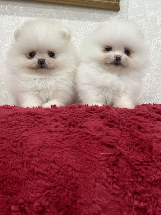 Кукольные мальчики и девочки беби фейс