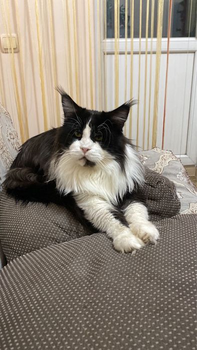 Готовы к брони Мейн куны из питомника