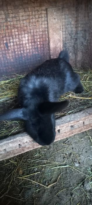 Продам кроликов разных пород