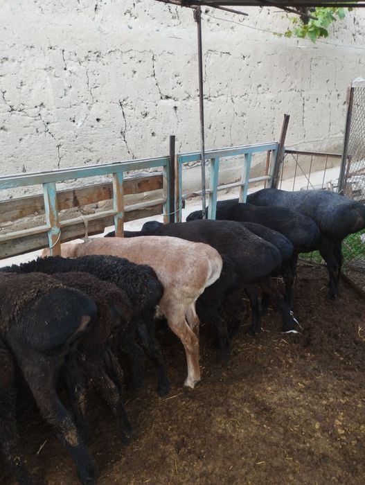 Qurbonlika quy quchqor qidirib yurganlarga