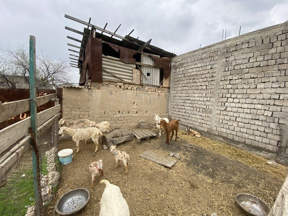 Сауынды ешкилер сатылады