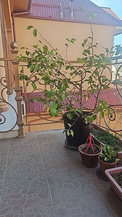 Многолетние лимонные деревья в горшках