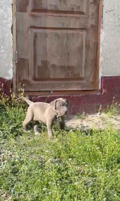 Питбуль Щенки Кубинский