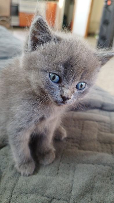 Отдам котят в хорошие руки