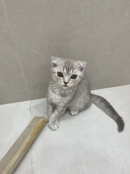 Кошка шотландка