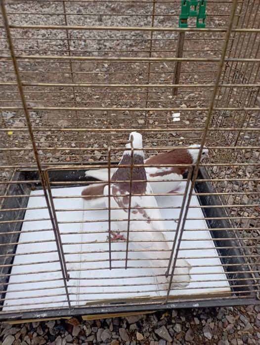 Продам голубей породистых