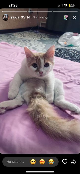 Милый котик ищет заботливый дом!