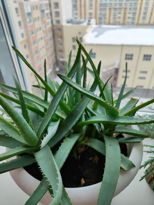 Алоэ и Мята домашние