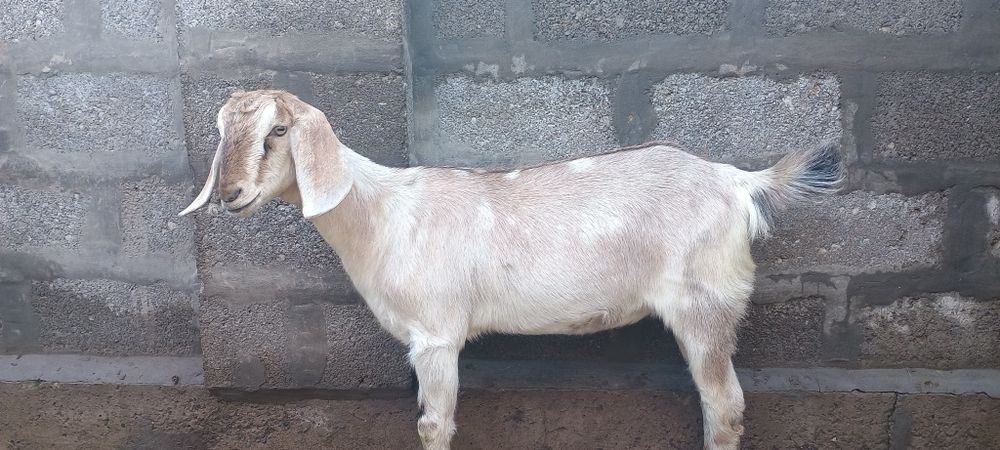 Козочка англо-нубийка