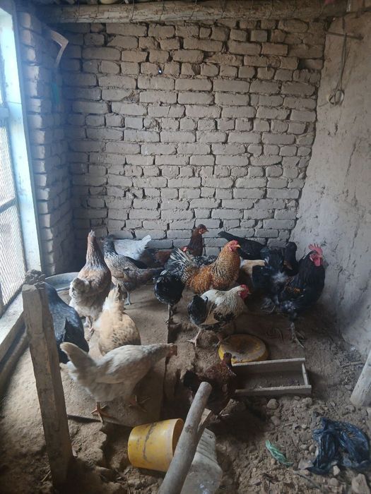 tovuq xoʻrozlar sotiladi