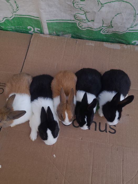 Декаратив куйончалар болалари сотувда  панда галанд