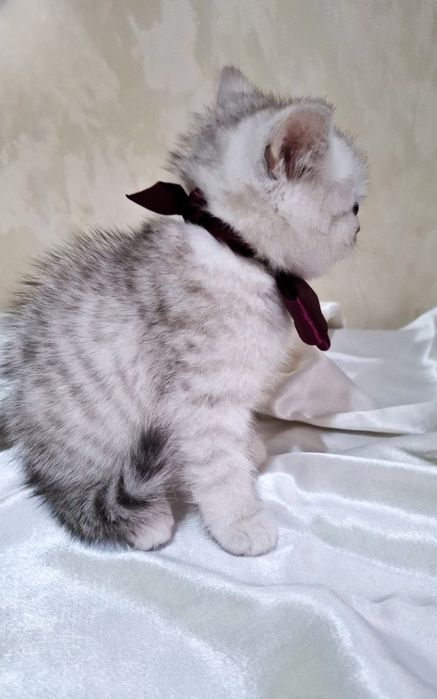 Котята Британские шиншилла