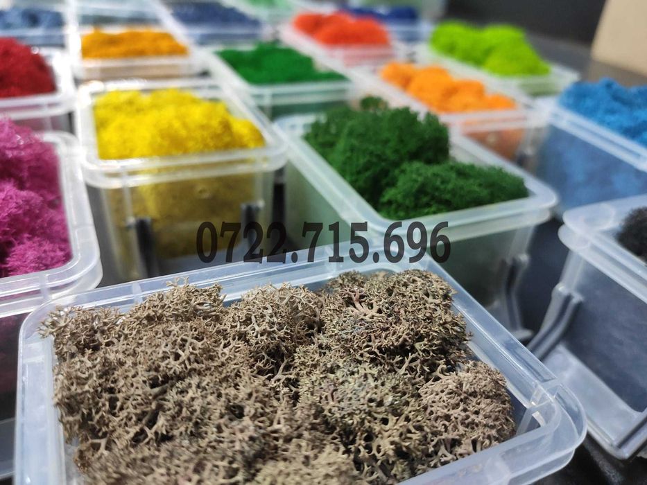 Licheni Craiova, pret Importator direct