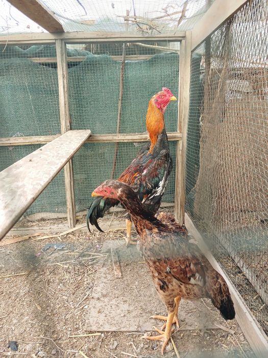 Sotiladi jufti 600 000 uzs  kelishamiz