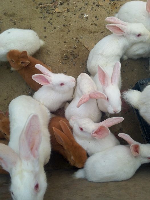 Куёонлар сотилади хикол