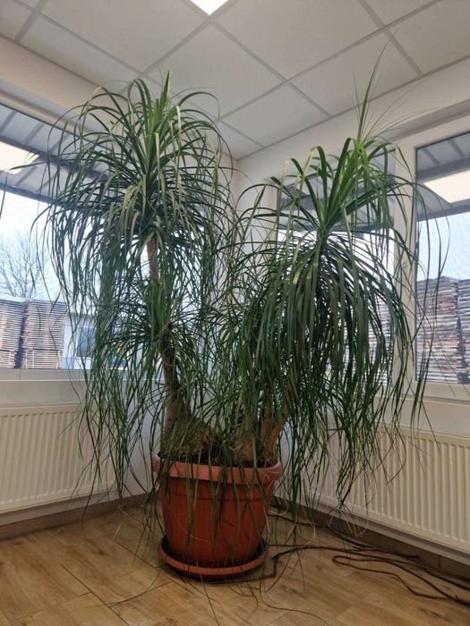 Цвети нолина на 25 години