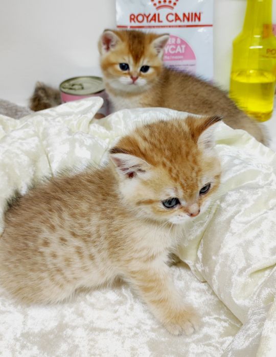 ОчаРовАтельНые КоТяТки бриташки