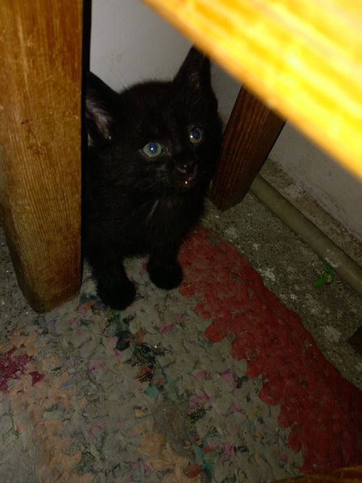 Котята,отдам в добрые руки,,