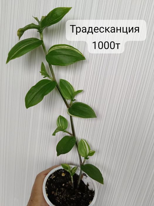 Мята ментоловая, цветы домашние