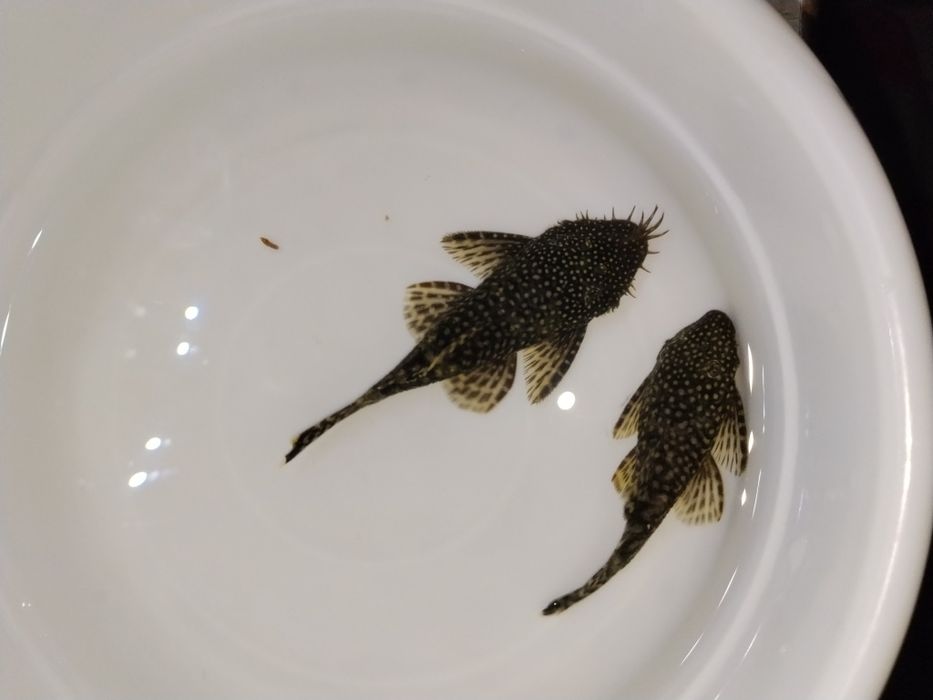 Рыба пылесос антиситрус