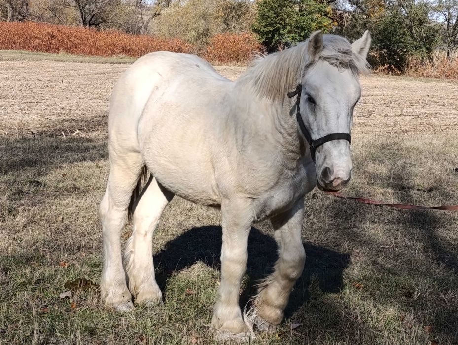 Vand manz 1 an si 6 luni