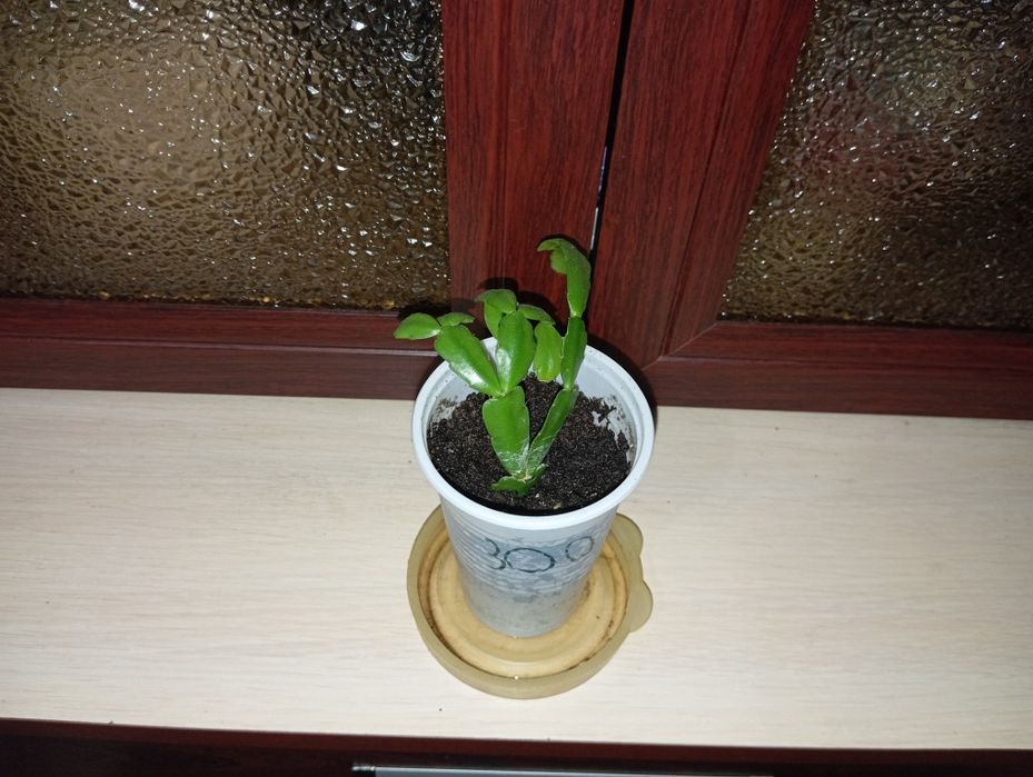 Продам декабрист