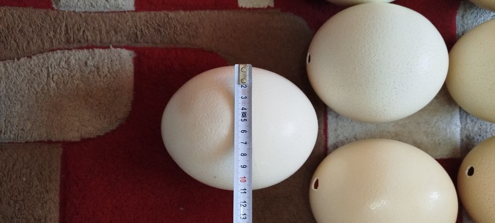 Coji de ouă de struți