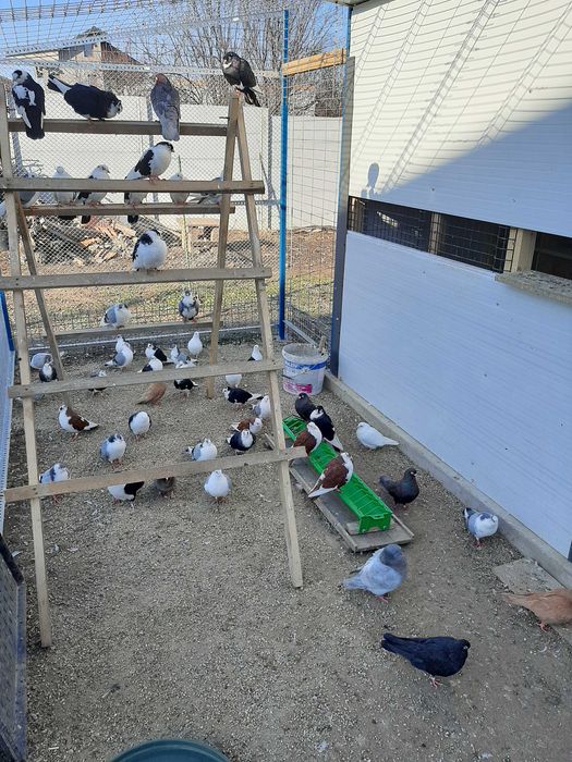 Porumbei jucatori galateni si zburatori romanesti