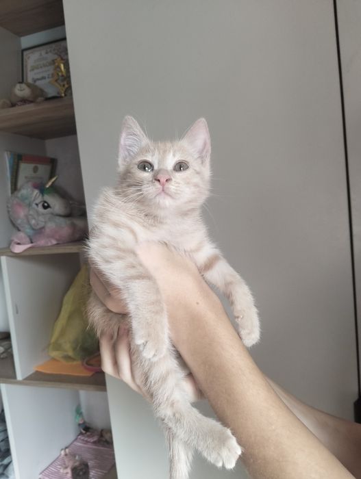 Котёнок персиковый. Мальчик.