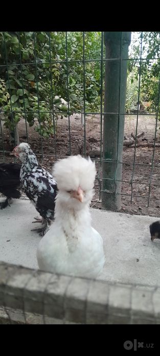 Японча жужа июлда очиб чиккан