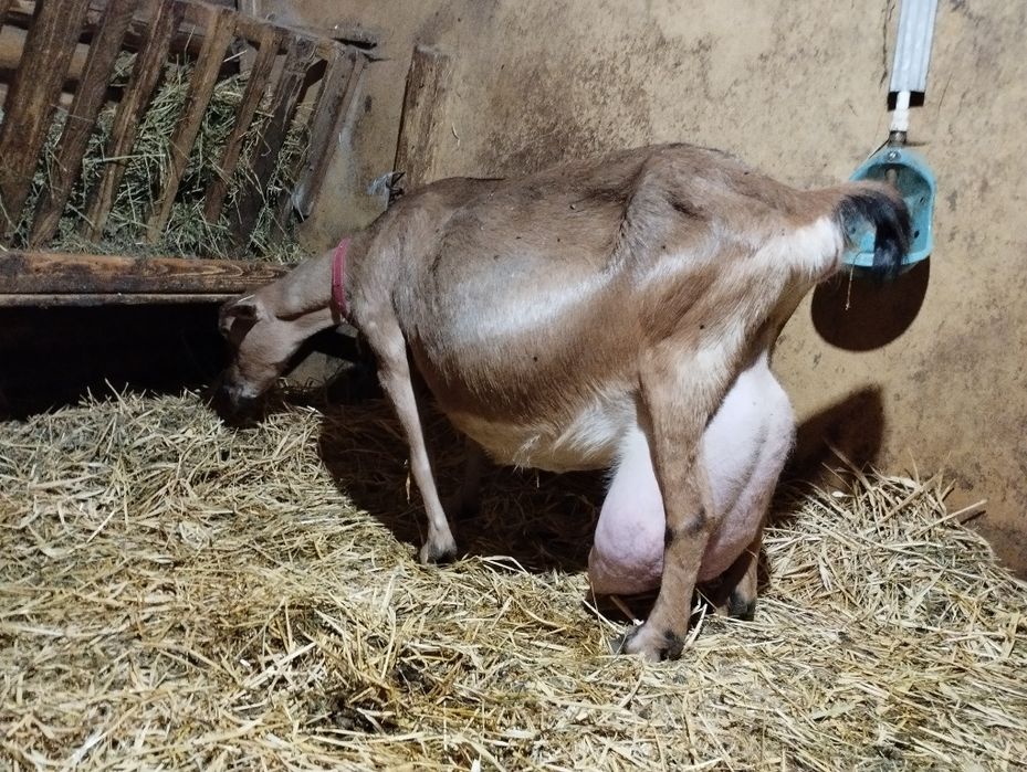 Masculi alpina franceza și anglonubiana