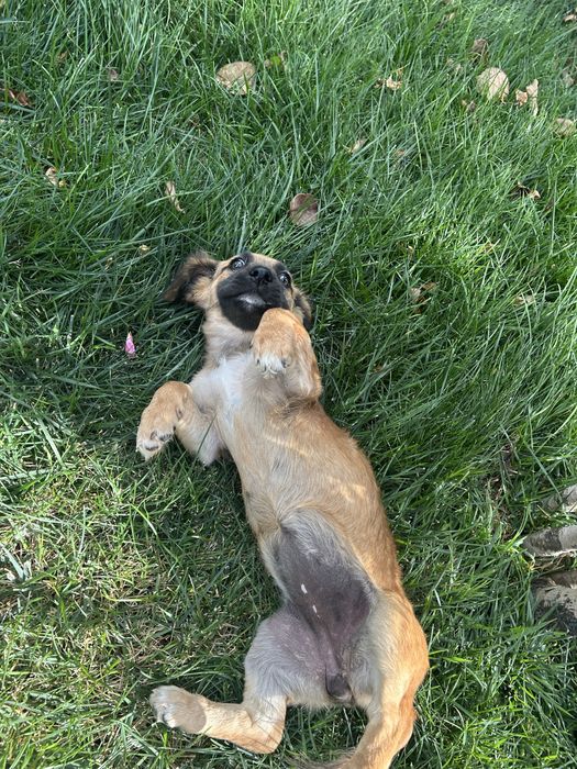 Catelusa spre adoptie
