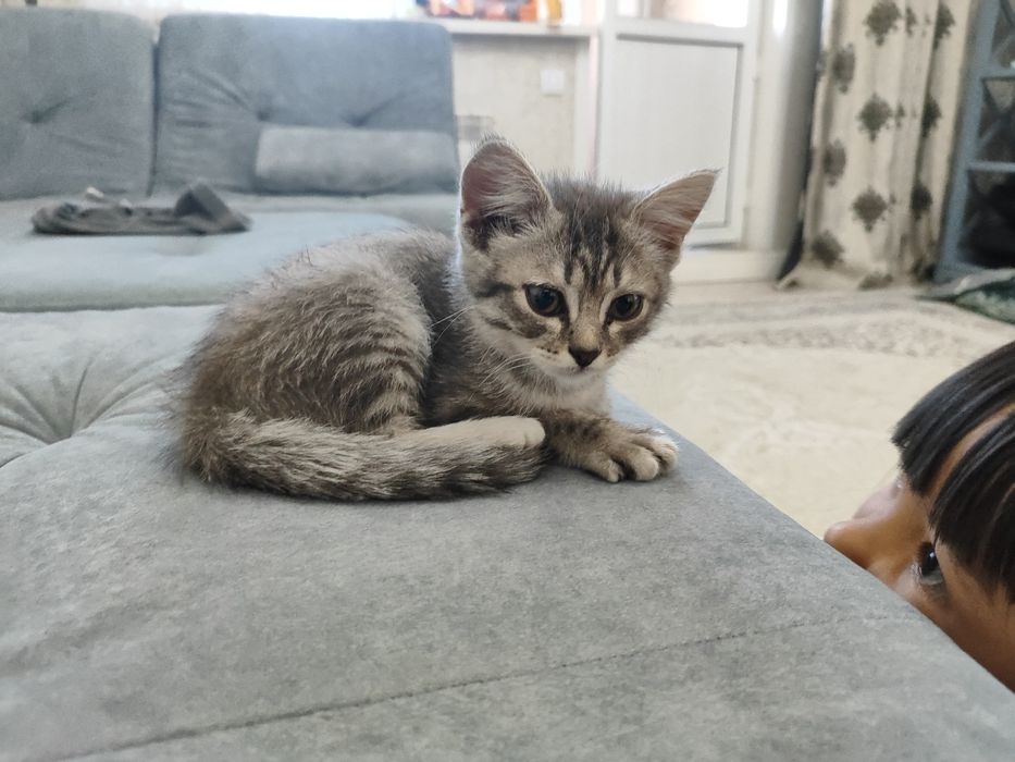 Отдам котенка в хорошие руки (2 месяца, девочка)