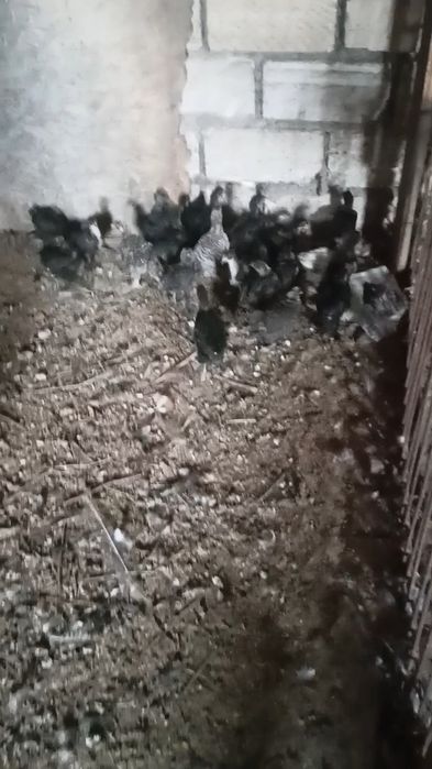 Продам цыплят смесь брама