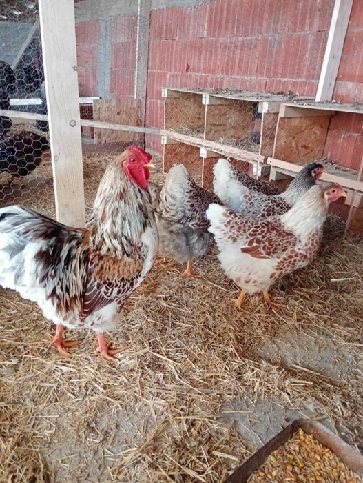 Vând ouă pentru incubat de wyandotte splash și argintiu