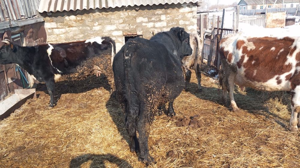 Продам быка Ангус