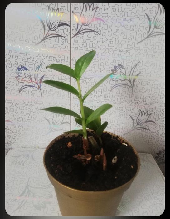 Продам комнатные растения