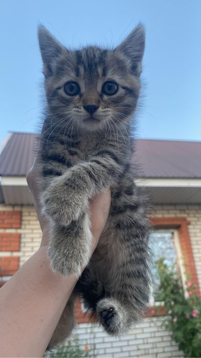 Отдам котят в добрые руки