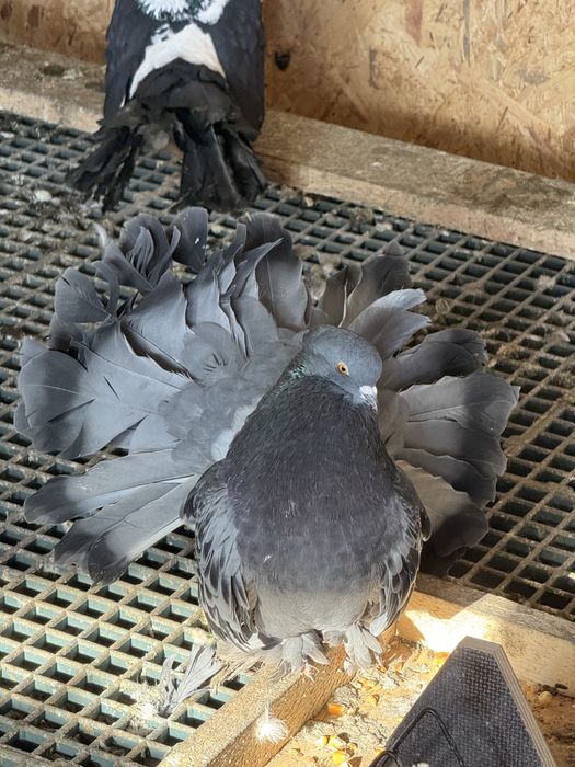 Porumbei voltati indieni