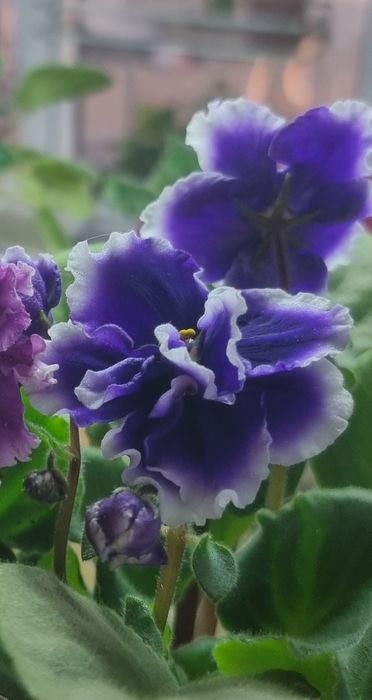 фиалка Dn-Royal Blue пасынок