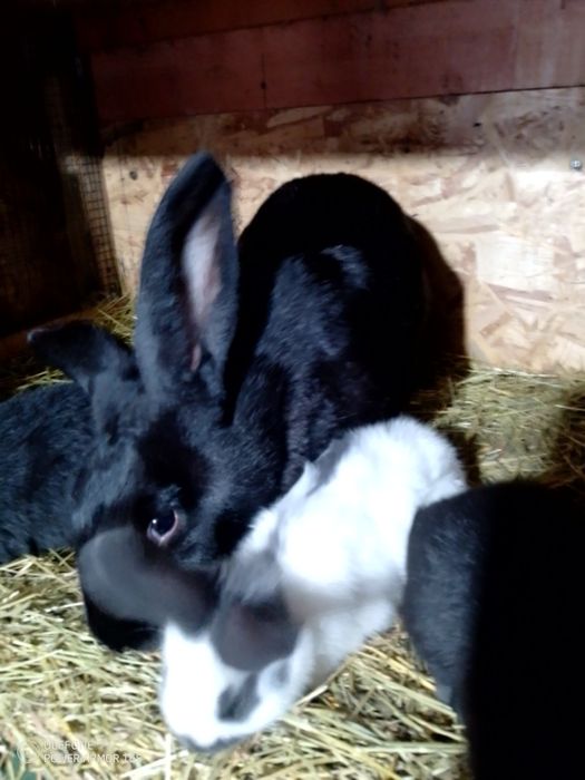 Se vinde tot efectivul