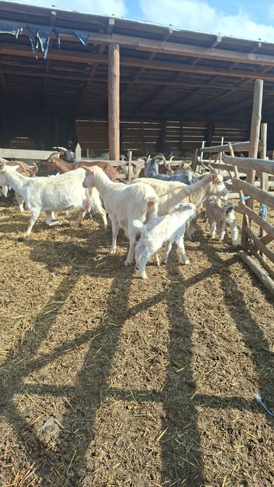 Ieduțe sannen si alpin francez