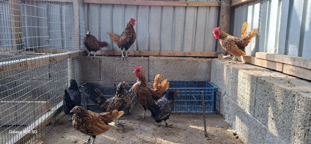 Продам шикарных сибрайтов