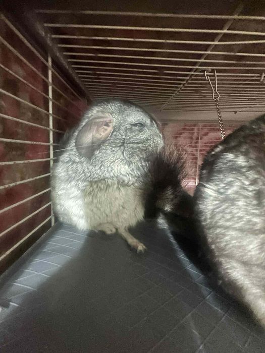 Vand sinsile toate odata sau la bucata pentru mai multe detalii sunati