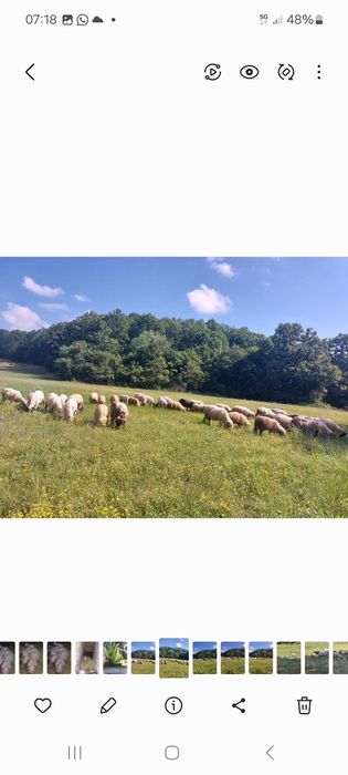 Berbecuti Turcani Brezi Grași