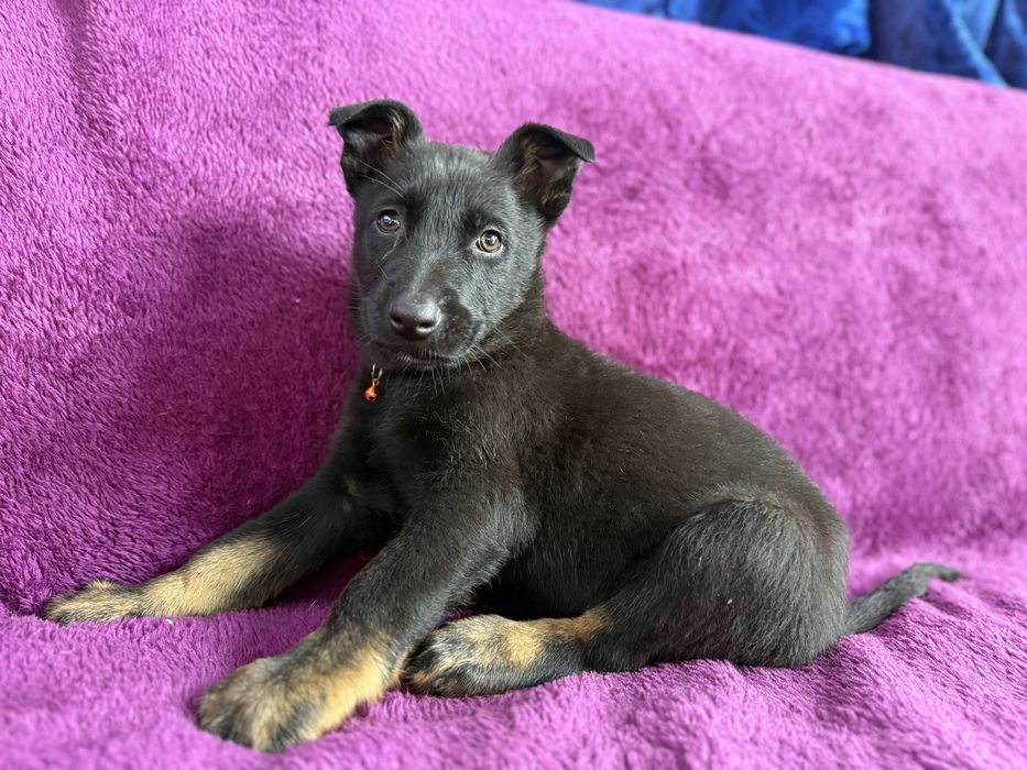 Catelus ciobanesc german cauta casuta