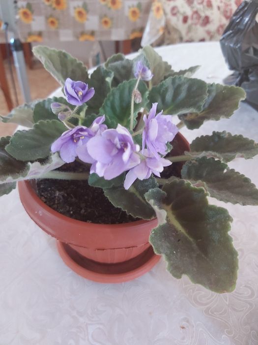 Продам комнатные цветы фиалки.