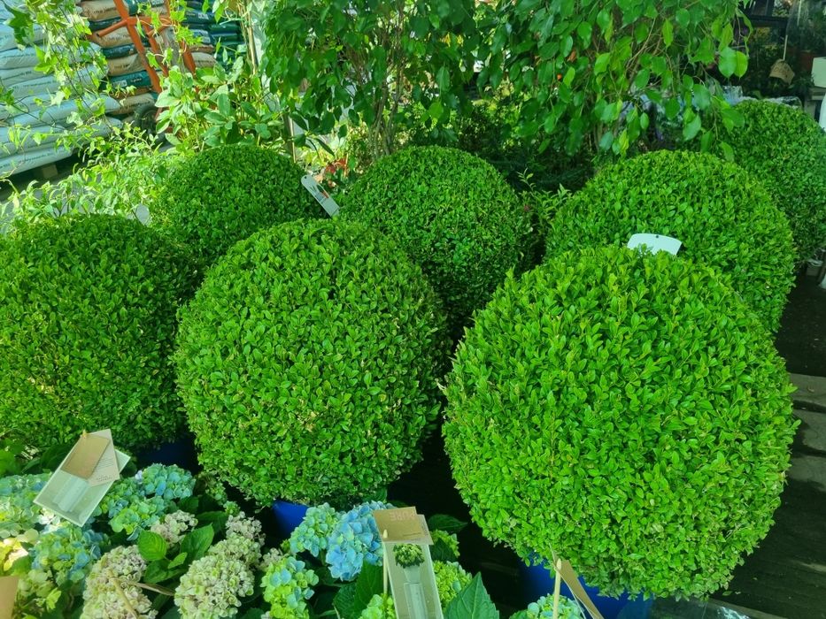 Самшит. Самшит шарик. Самшит вечнозелёный