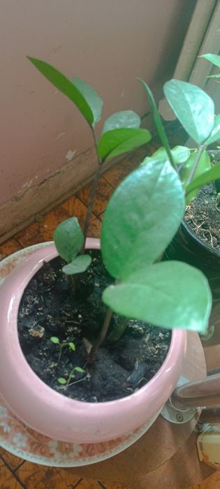 Замиокулькас комнатные цветы