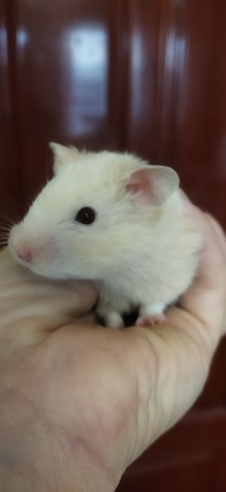 Продам сирийских  хомячат